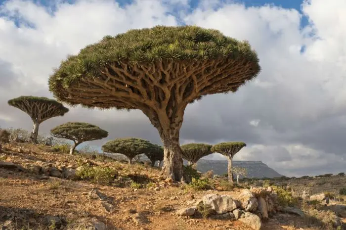 Pesona Misterius Pulau Socotra di Yaman